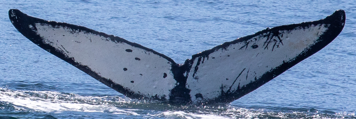 Fluke of MadamCurie (FS)