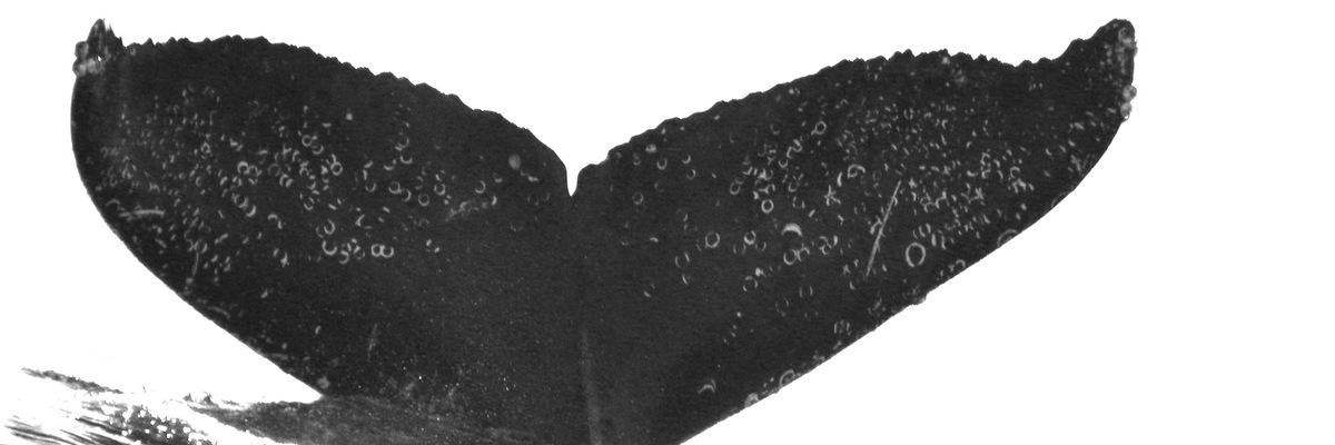 Fluke of CRC-20354