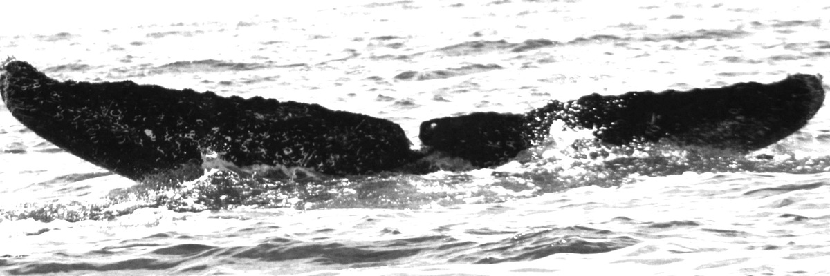 Fluke of HW-MN0520461