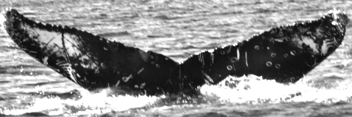 Fluke of Petroglyph (Alaska)