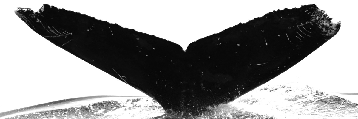 Fluke of HW-MN0520298