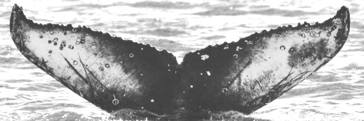 Fluke of HW-MN0520275