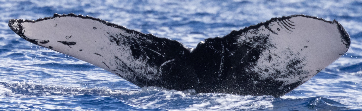 Fluke of HW-MN0520708