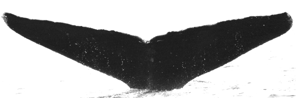 Fluke of Professor Platsch (California - OS)