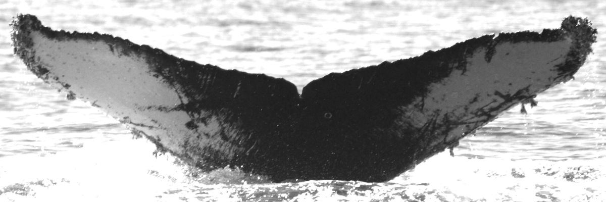 Fluke of FIBB-3BB458