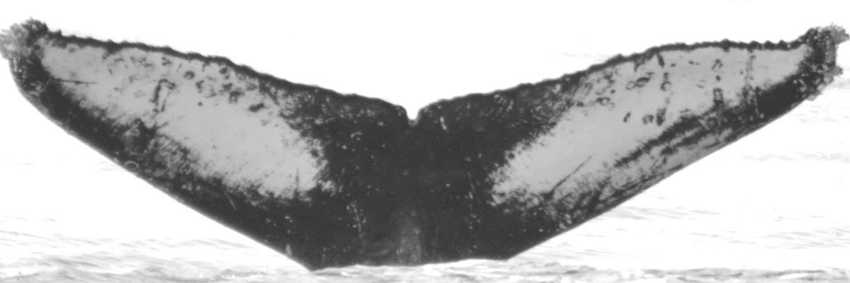 Fluke of HW-MN0520674