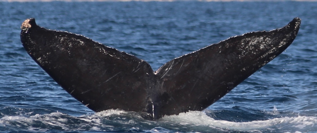 Fluke of Bubbles (WGRP)
