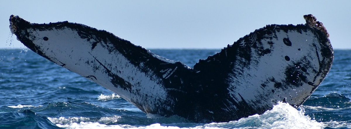 Fluke of HW-MN0520784
