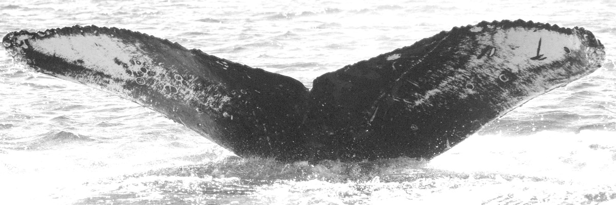 Fluke of HW-MN0520433