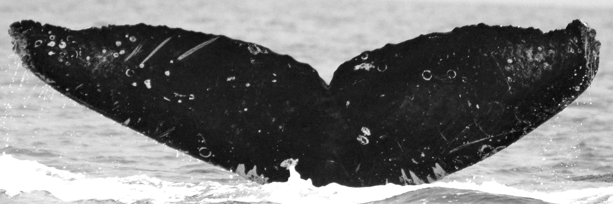 Fluke of CRC-16576