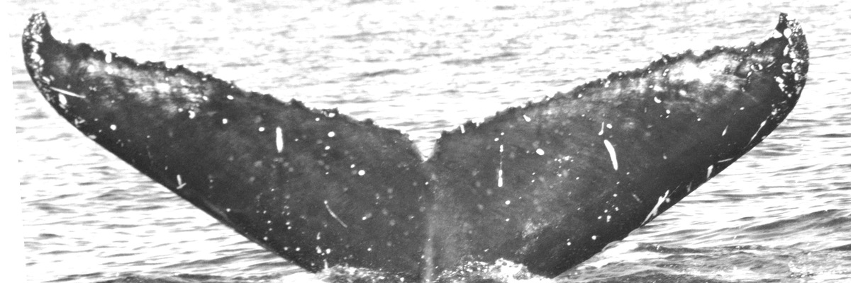 Fluke of CRC-20494