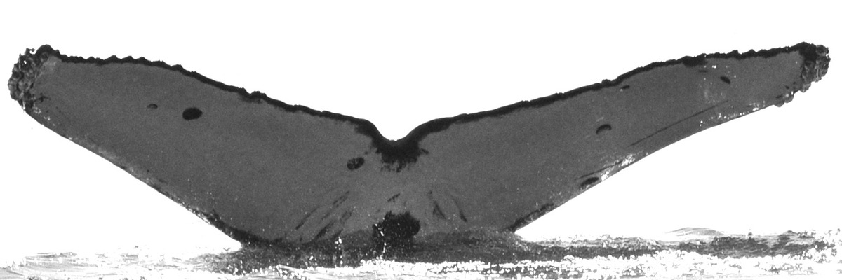 Fluke of HW-MN0520346