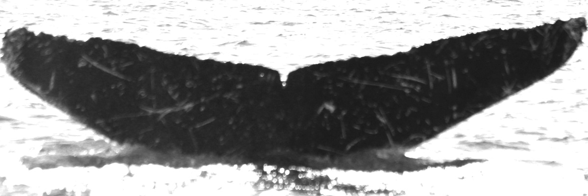 Fluke of HW-MN0520561