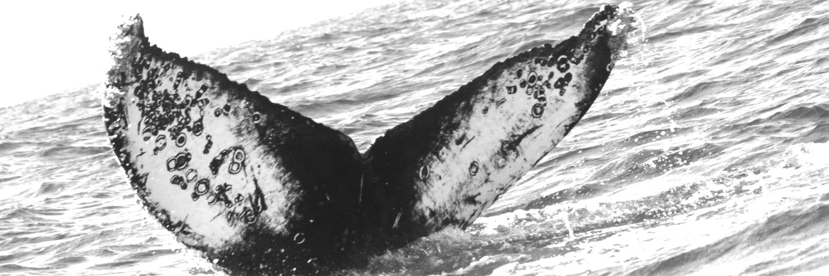 Fluke of CRC-16357
