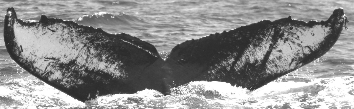 Fluke of CRC-10825
