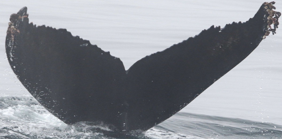 Fluke of CRC-18206
