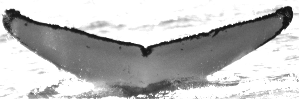 Fluke of HW-MN0520635