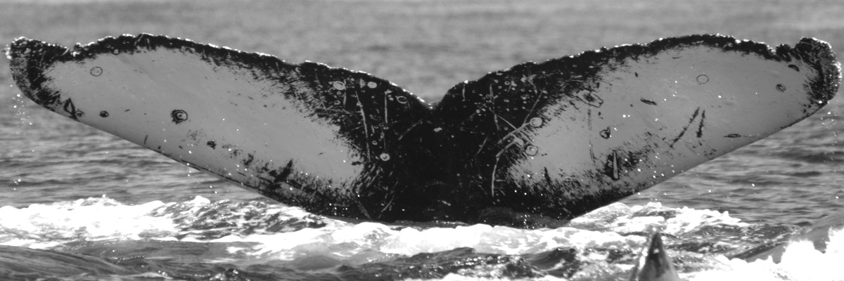 Fluke of HW-MN0520623