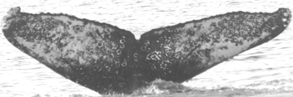 Fluke of HW-MN0520753