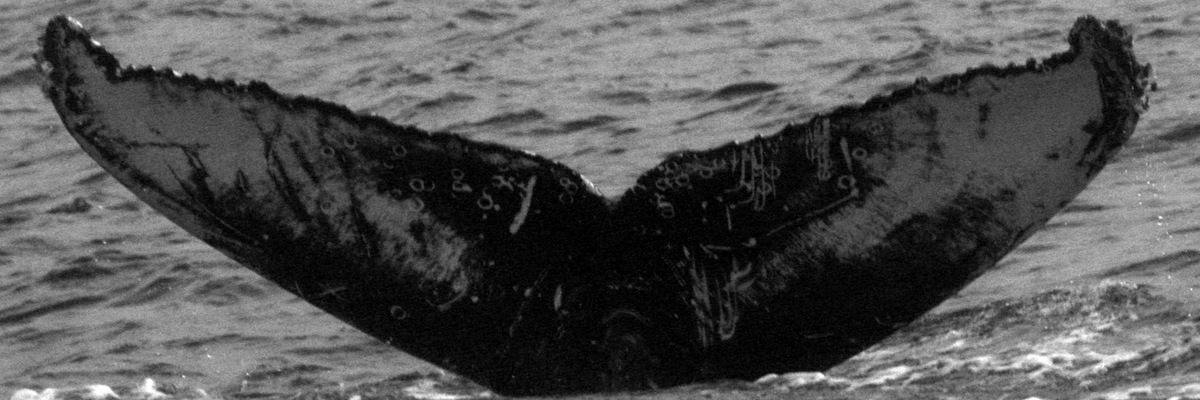 Fluke of HW-MN0520632