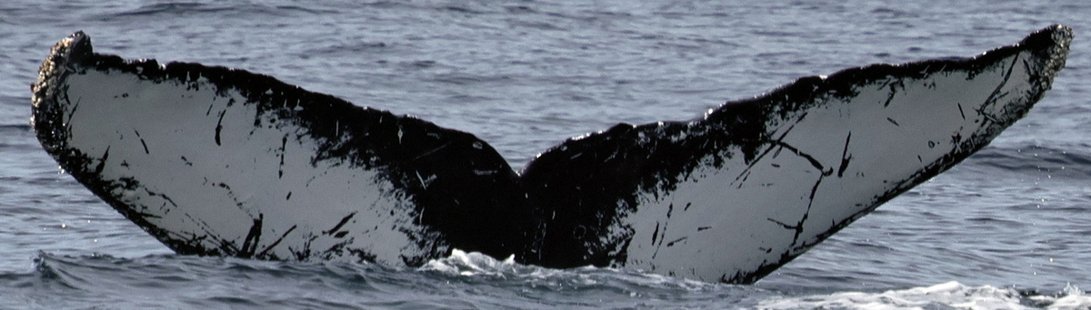 Fluke of HW-MN0520547