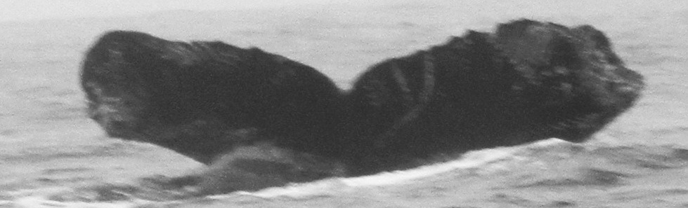 Fluke of CRC-12133