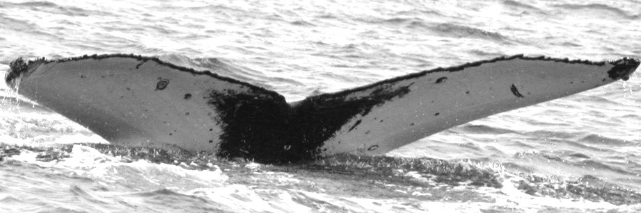 Fluke of CRC-17171