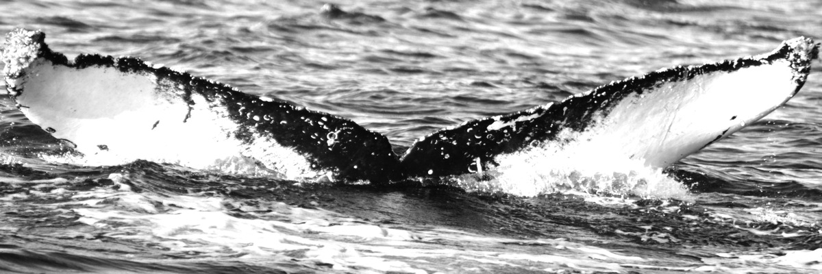 Fluke of FIBB-2BB388