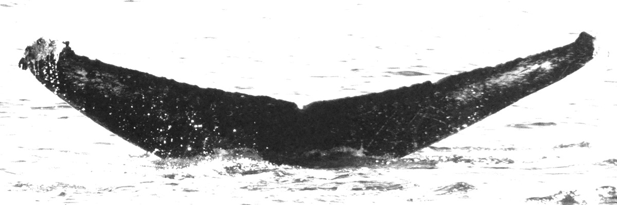 Fluke of HW-MN0520548