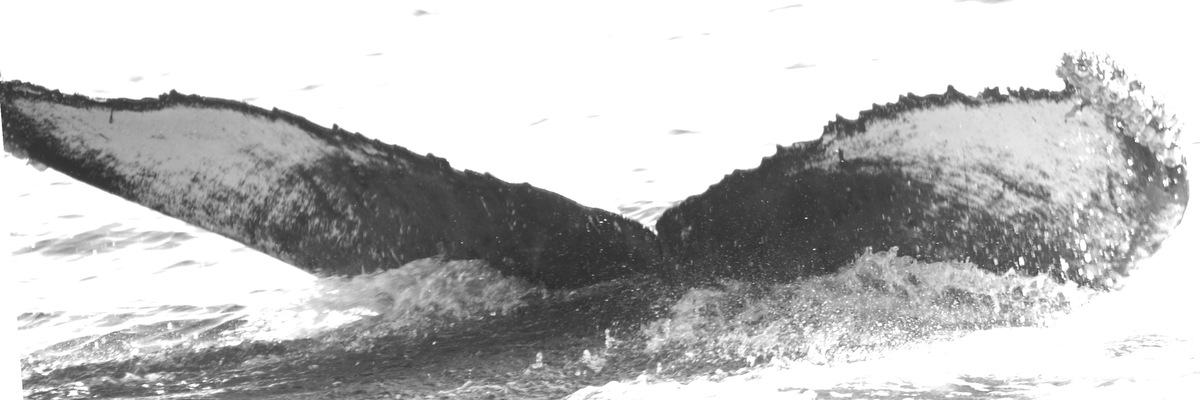 Fluke of BCY0298