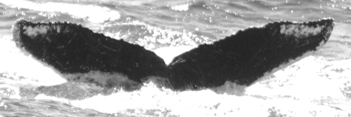 Fluke of FIBB-4BB832