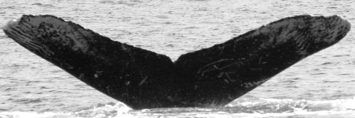 Fluke of HW-MN0520775