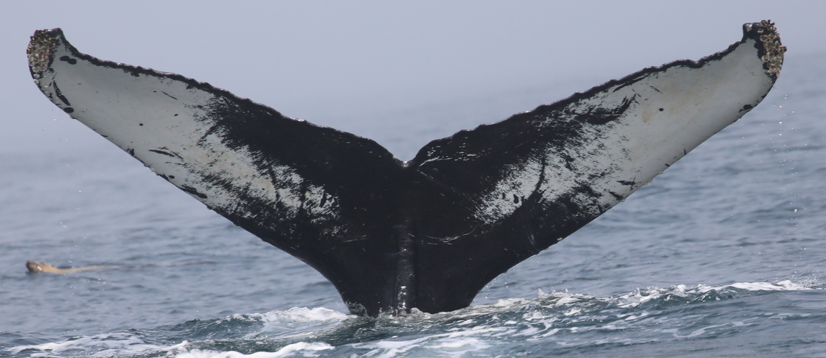 Fluke of CRC-18733