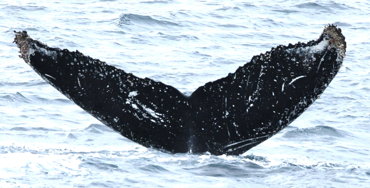 Fluke of HW-MN0520510
