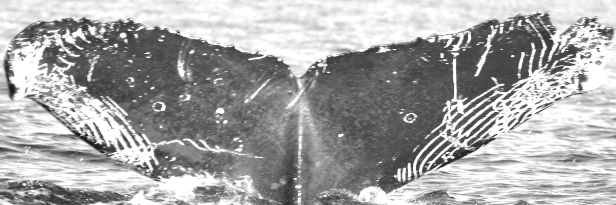 Fluke of HW-MN0520531