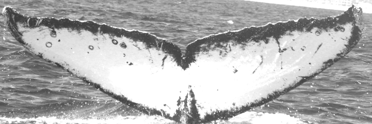 Fluke of BCZ0325