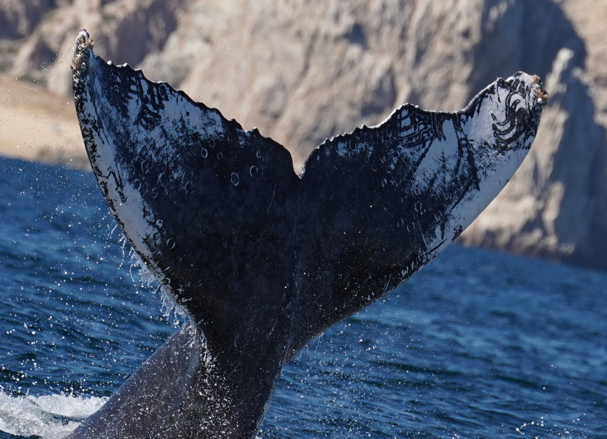 Fluke of HW-MN0520520