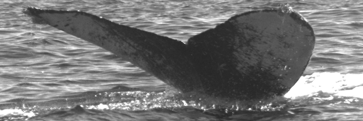 Fluke of HW-MN0520739