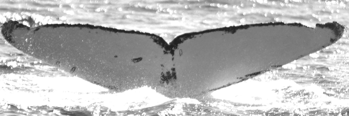 Fluke of HW-MN0520701