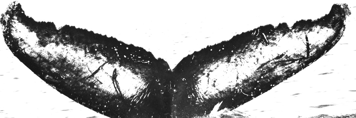 Fluke of HW-MN0520293