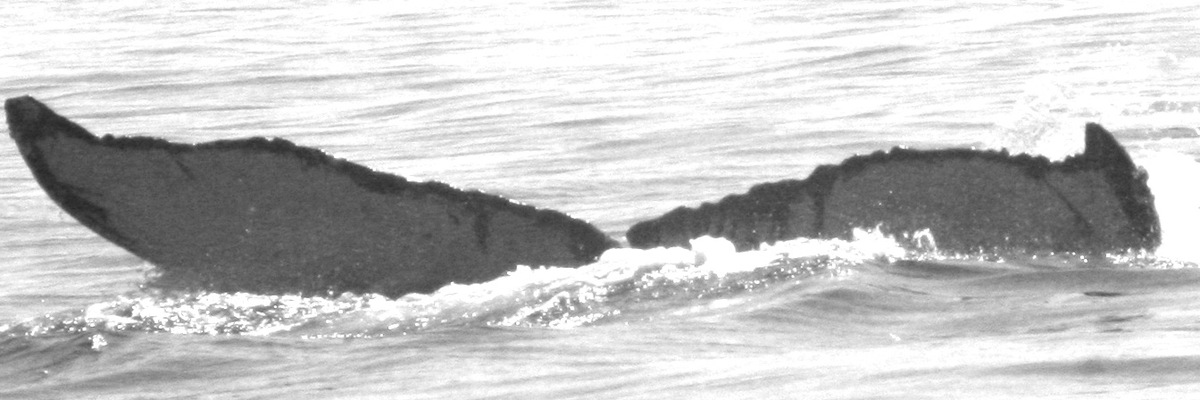 Fluke of HW-MN0520505