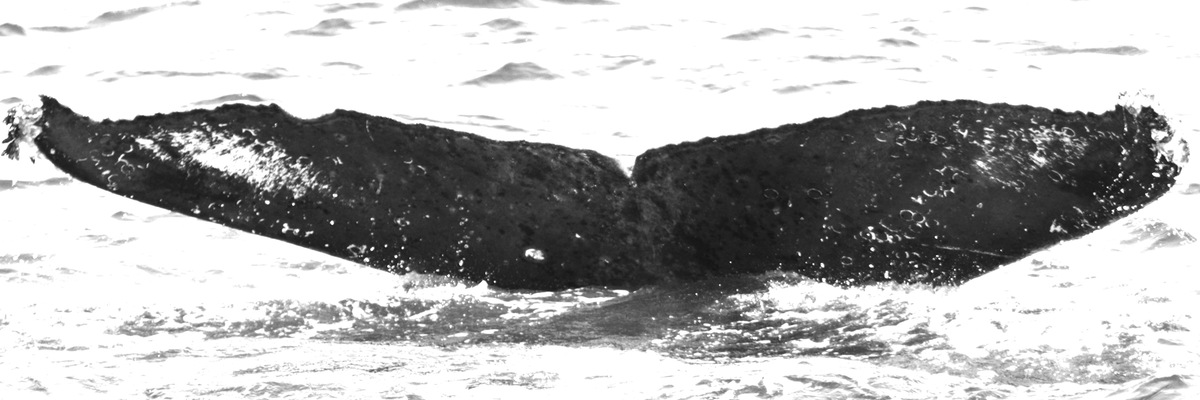 Fluke of HW-MN0520747