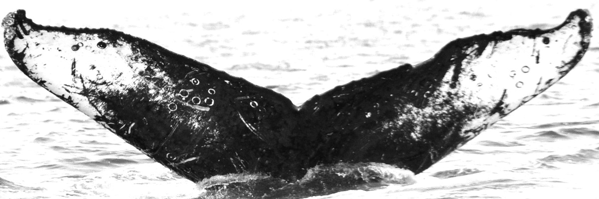 Fluke of HW-MN0520517