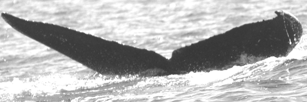 Fluke of CRC-20496