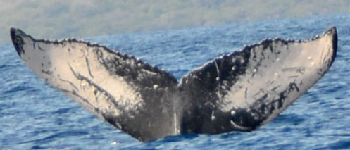 Fluke of Kai Koa (Hawaii)