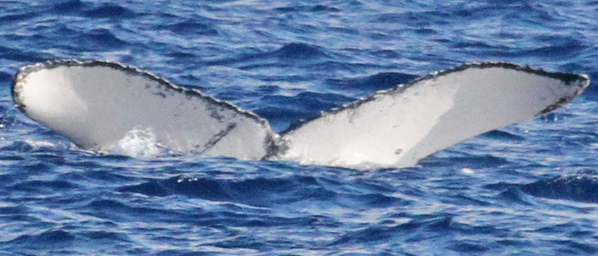 Fluke of PWF-NP_1494