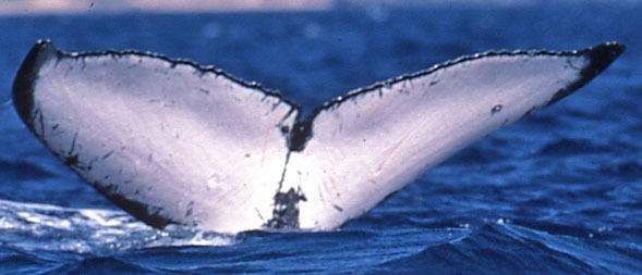 Fluke of FollicleStimulatingHormone (FS)