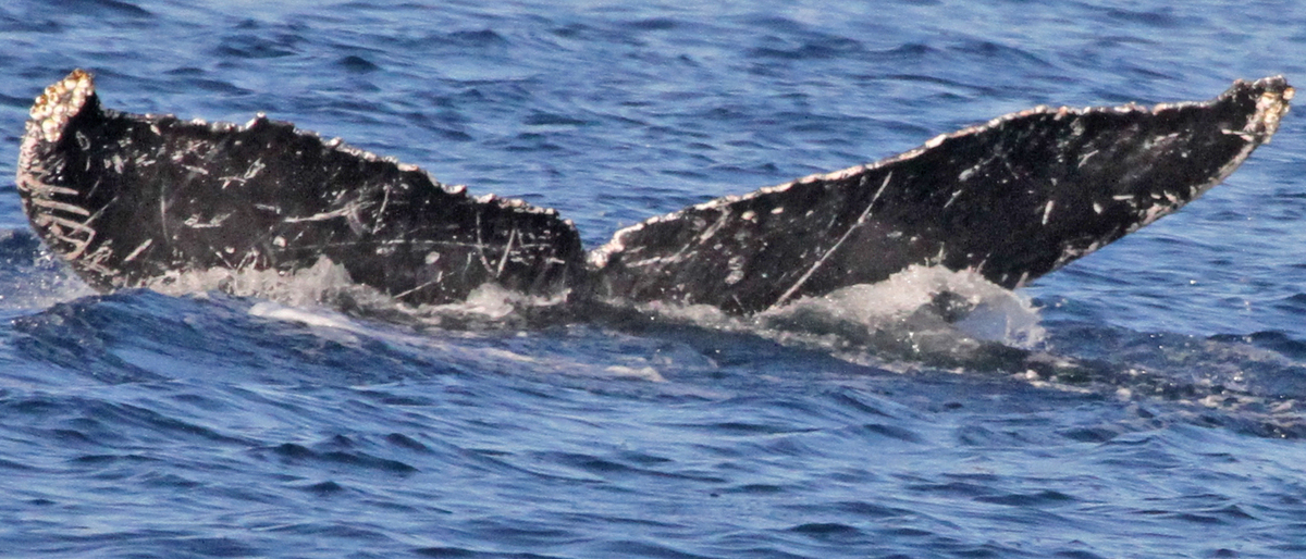 Fluke of PWF-NP_1492