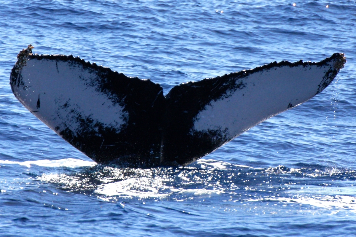 Fluke of BCZ0323