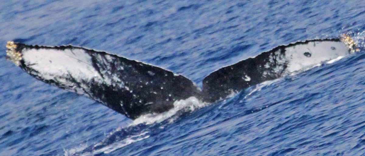 Fluke of PWF-NP_1498